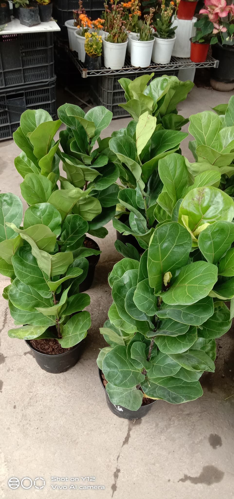 Fiddle Leaf Fig Tree (~1ft) | Elegant Indoor and Outdoor Plant for Natural Ambiance