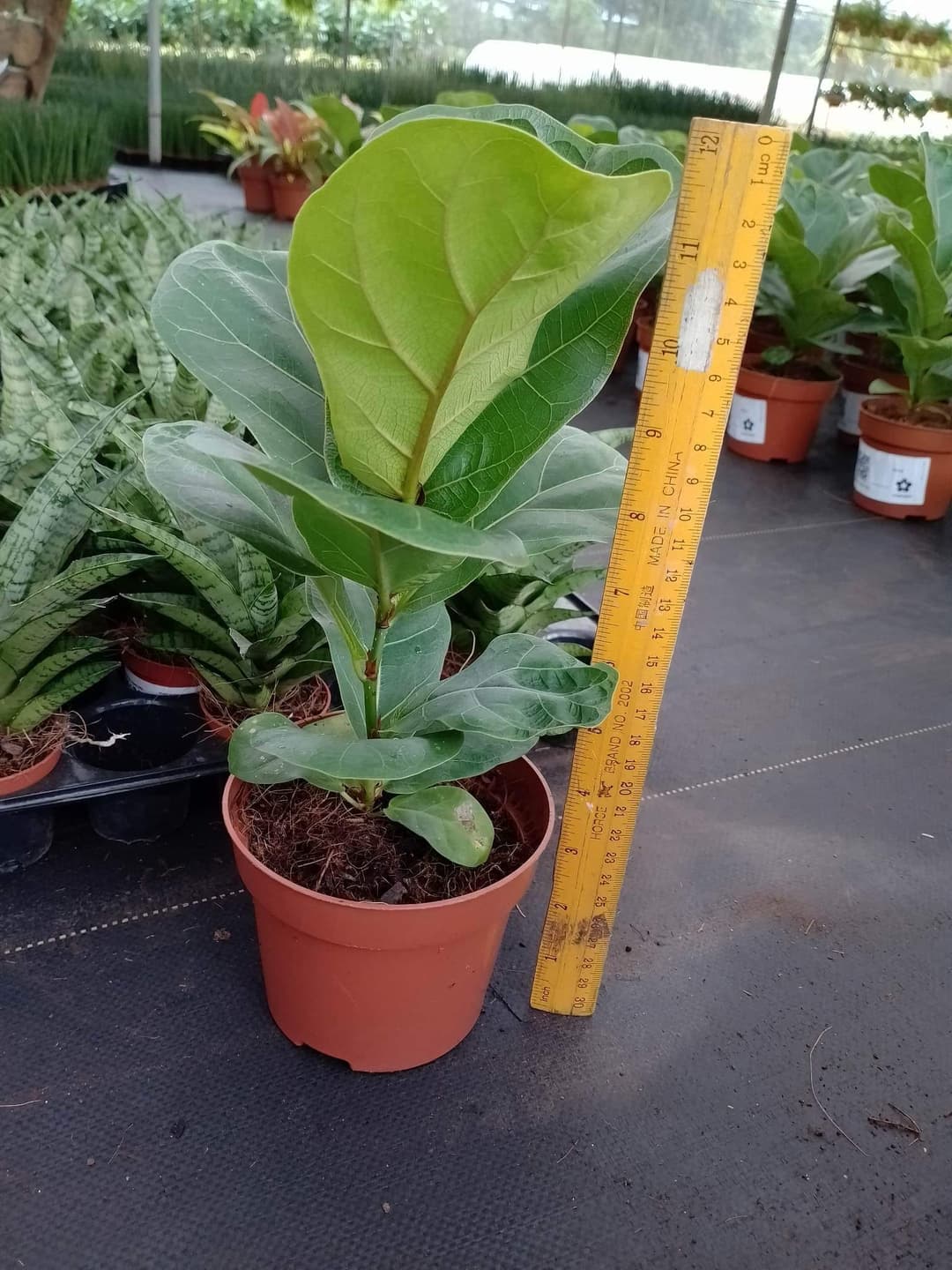 Fiddle Leaf Fig Tree (~1ft) | Elegant Indoor and Outdoor Plant for Natural Ambiance