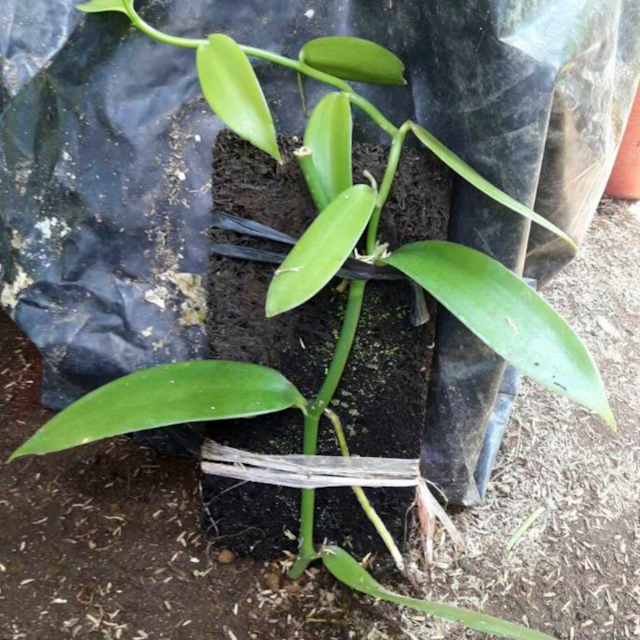 Vanilla Beans Plant