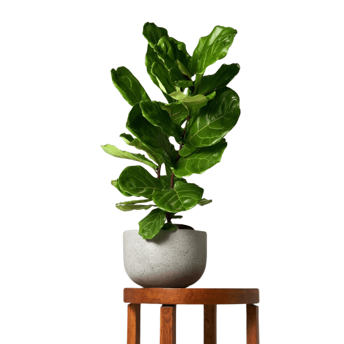 Fiddle Leaf Fig Tree (~1ft) | Elegant Indoor and Outdoor Plant for Natural Ambiance