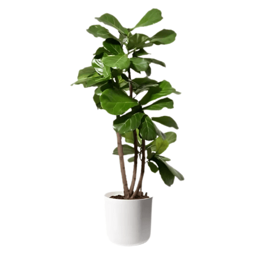 Fiddle Leaf Fig Tree (~1ft) | Elegant Indoor and Outdoor Plant for Natural Ambiance