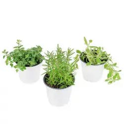 Artifi Potted Herbs Plant w/Pot | Set of 3 - 5 cm (2")